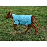 thermoo-large-light-blue