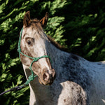 flair-rope-halter-multi-fleck-green