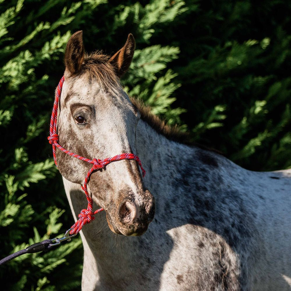 Flair-rope-mult-fleck-halter-red