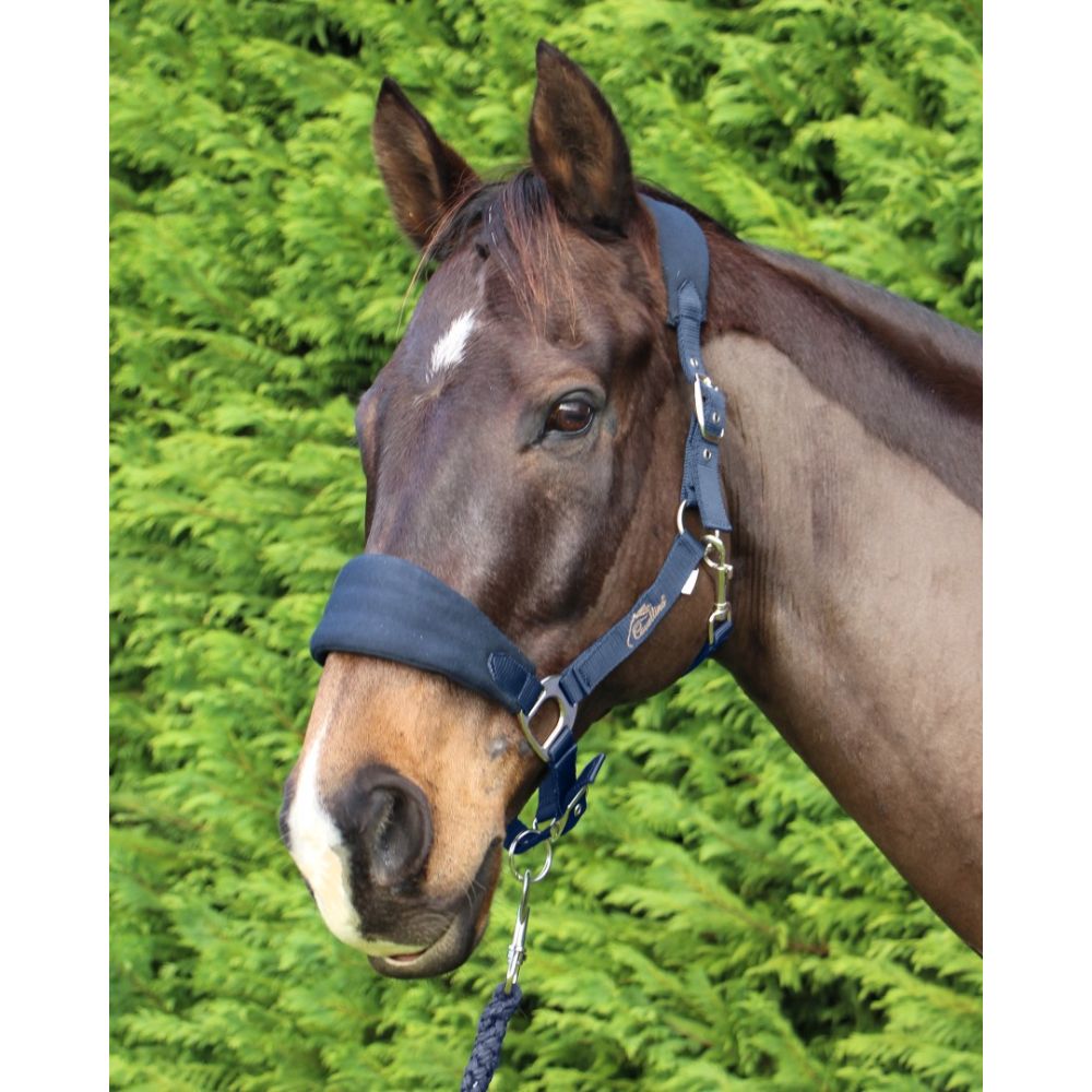 Cavallino Deluxe Padded Halter & Lead Set