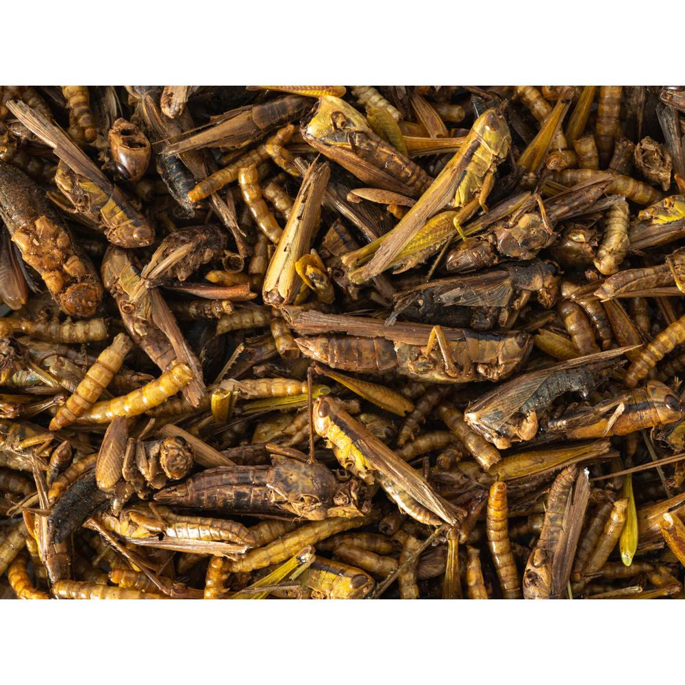 Insect-Medley-250gm