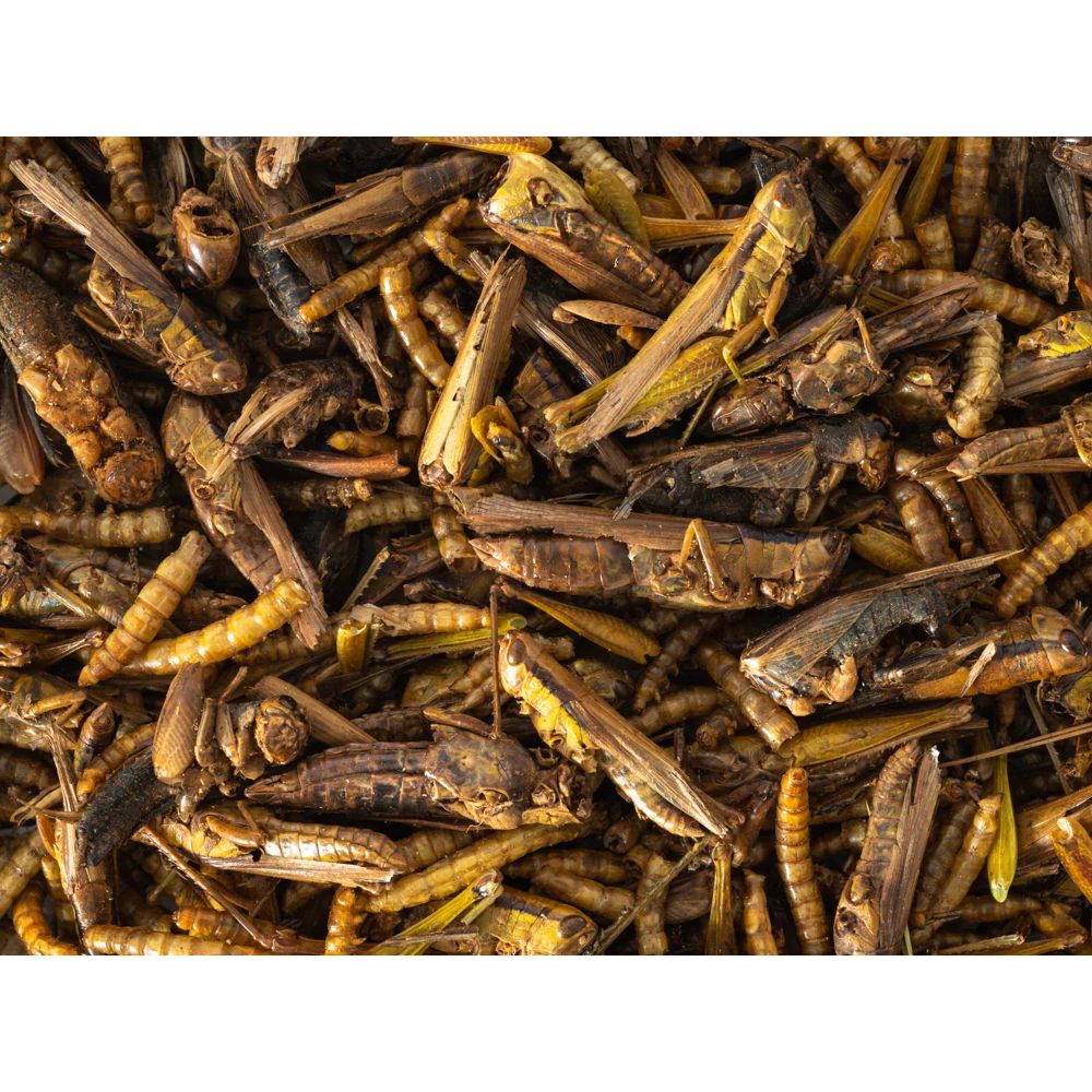 Insect Medley - 125gms