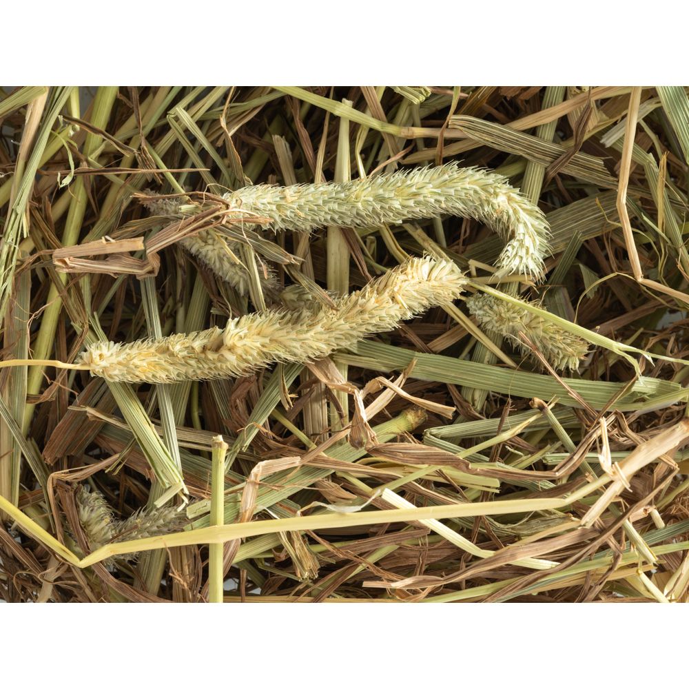Topflite-Timothy-Hay