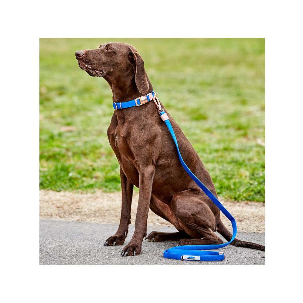 Weatherbeeta-Elegance-Dog-Lead-Blue