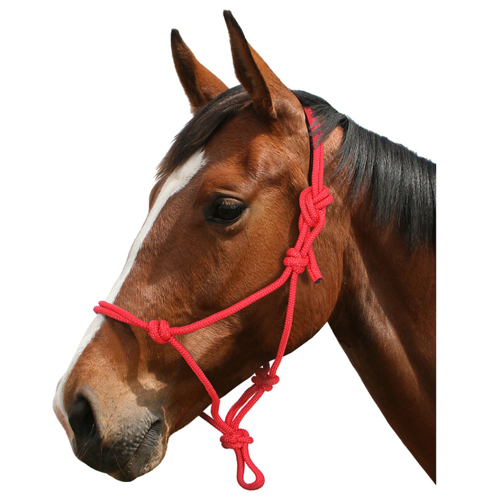 Blue-Tag-Rope-Halter