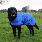 A black dog wearing a blue waterproof dog coat with the Flair brand logo visible on the back.