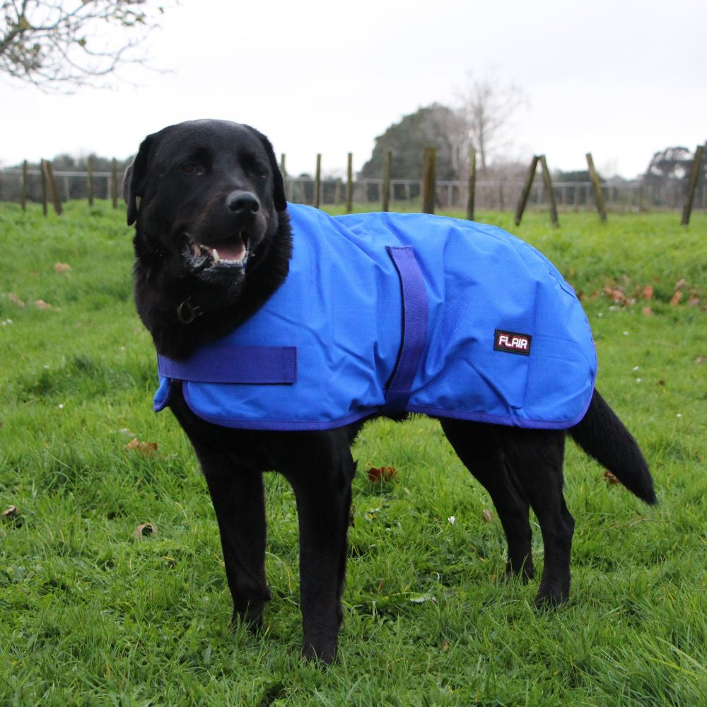A black dog wearing a blue waterproof dog coat with the Flair brand logo visible on the back.