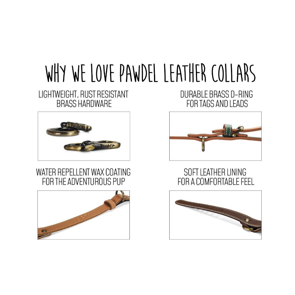 why-we-love-pawdel-dog-collars