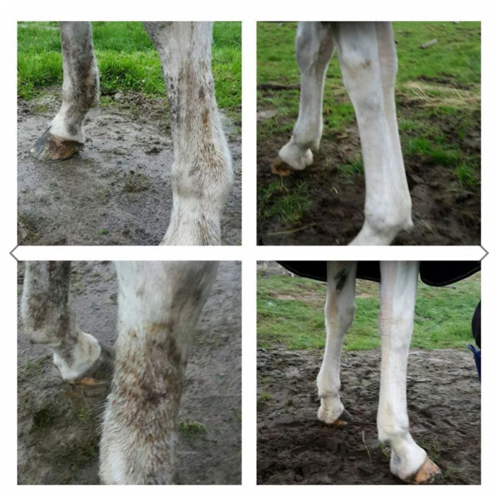 hippo-health-mud-and-rain-photos