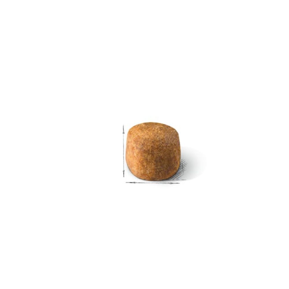 maine-coon-kibble-size