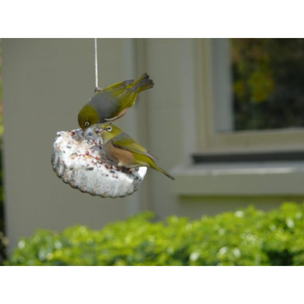 topflite-wild-bird-gourmet-hanging-treat